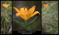 Lilium-bulbiferum5