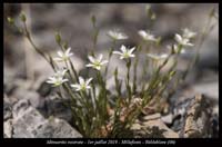 Minuartia-rostrata5