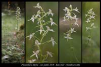 Platanthera-bifolia12