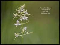 Platanthera-bifolia13