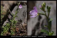 Veronica-fruticulosa