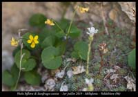 Viola-biflora-&-Saxifraga-caesia