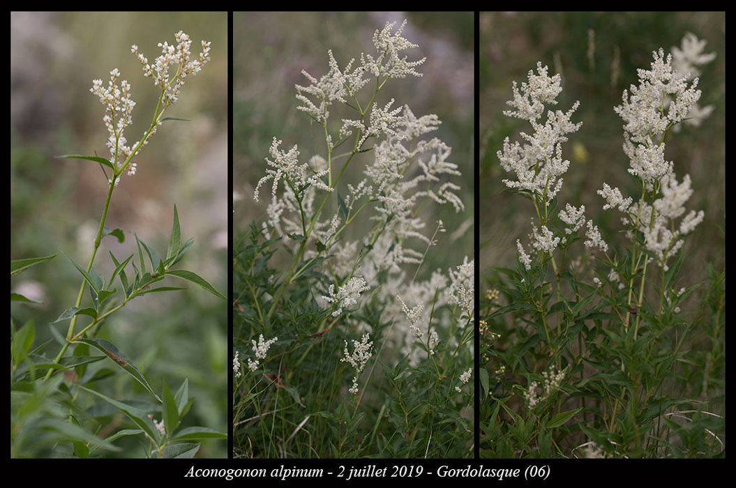Aconogonon-alpinum3