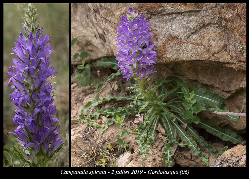 Campanula-spicata7