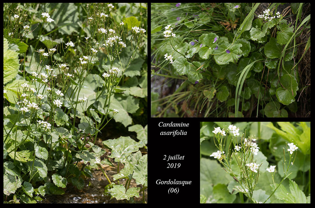 Cardamine-asarifolia4