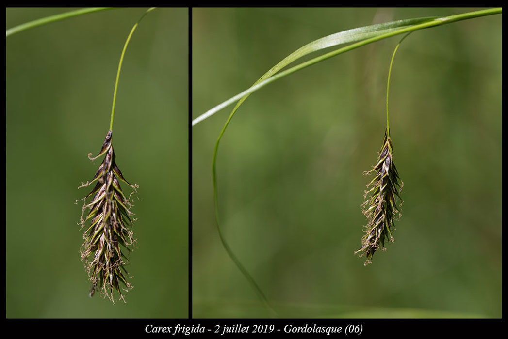 Carex-frigida6