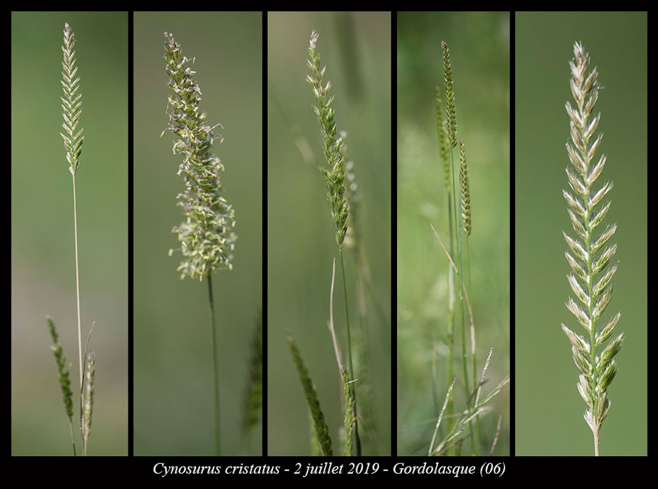 Cynosurus-cristatus2
