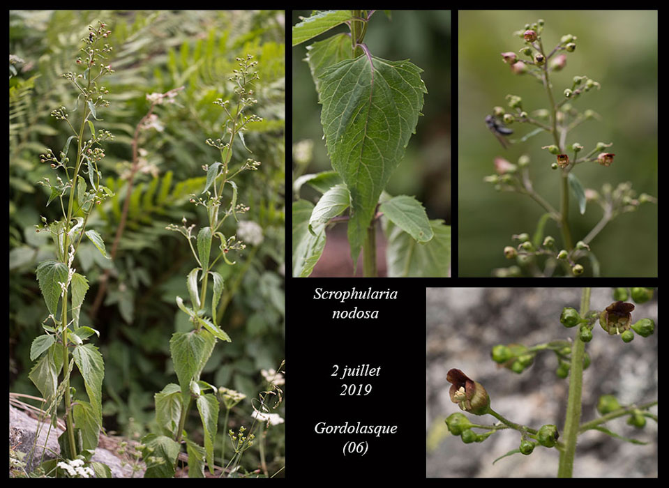 Scrophularia-nodosa2