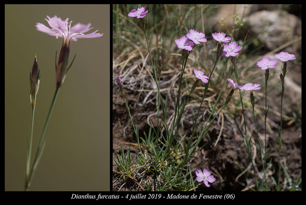Dianthus-furcatus