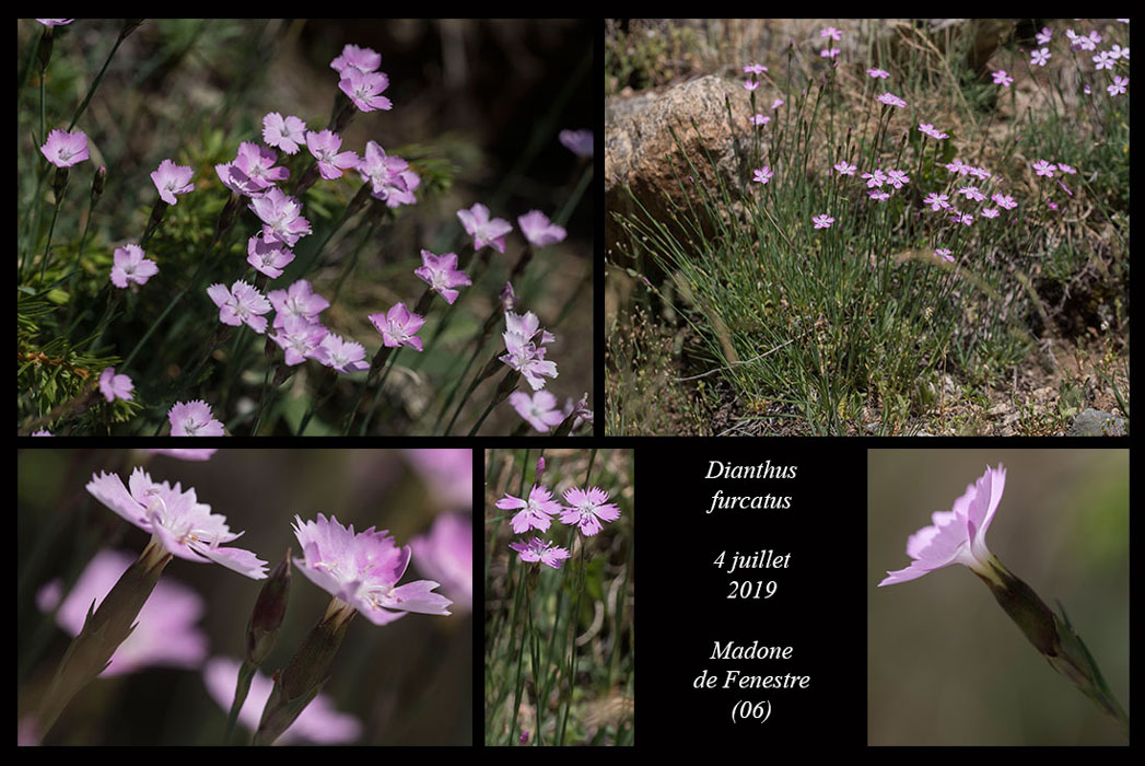 Dianthus-furcatus2