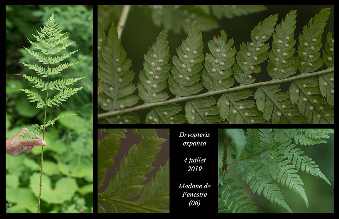 Dryopteris-expansa