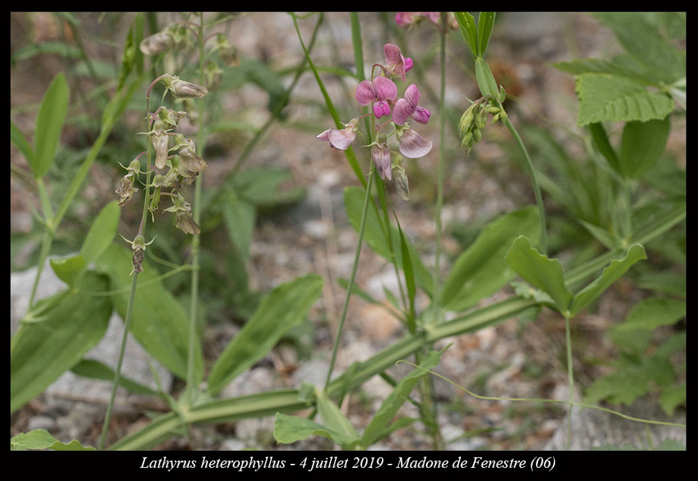 Lathyrus-heterophyllus2