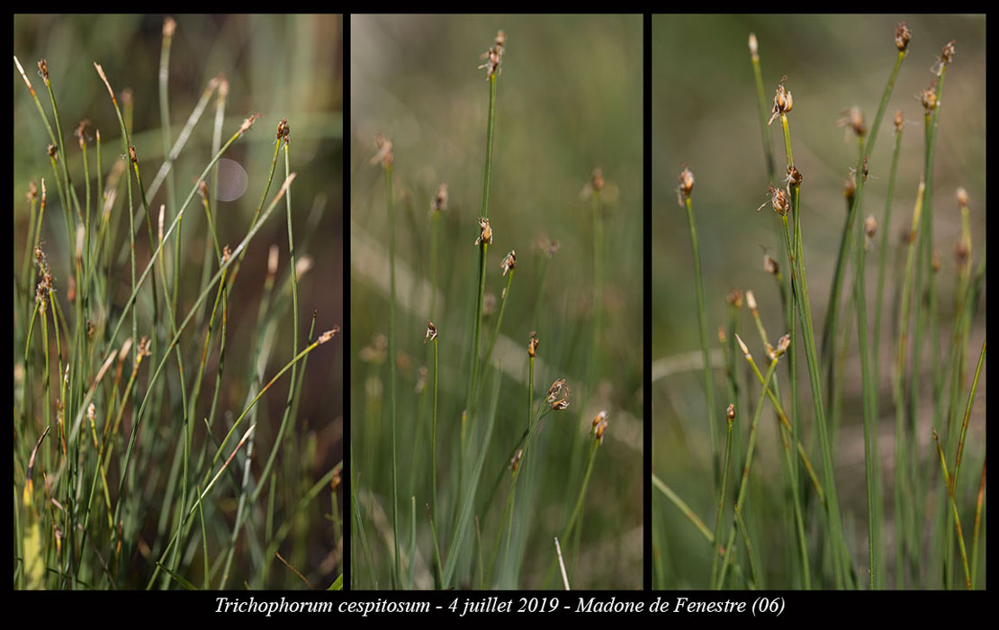 Trichophorum-cespitosum2