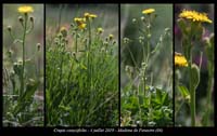 Crepis-conyzifolia2