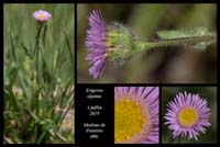 Erigeron-alpinus8