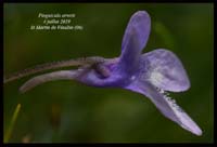 Pinguicula-arvetii14