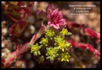 Sempervivum-arachnoideum-&-Sedum-annuum