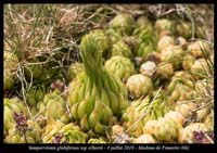Sempervivum-globiferum-ssp-allionii2