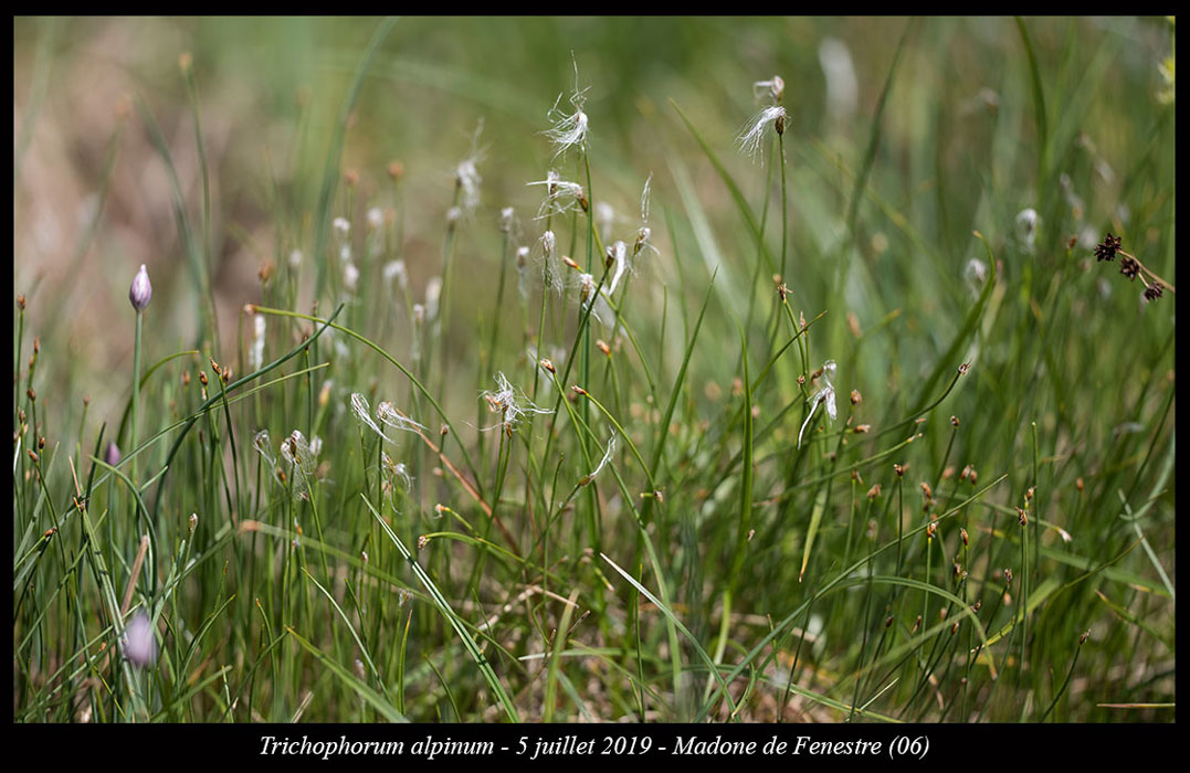 Trichophorum-alpinum4