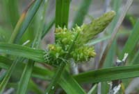 Carex serotina Merlimont 170607 (21)