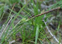Carex trinervis Merlimont 170607 (22)