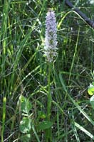 Dactylorhiza fuchsii Merlimont 170607 (8)