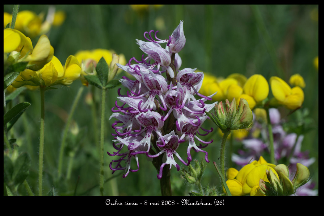 Orchis simia12