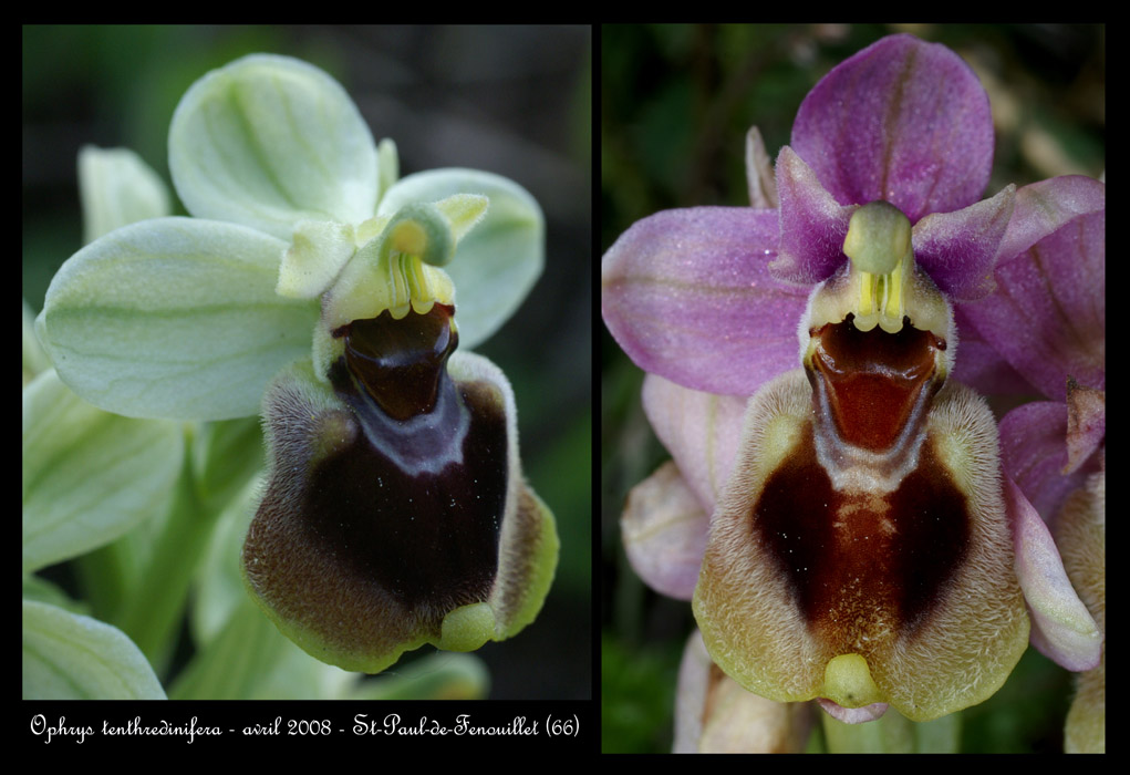 Ophrys tenthredinifera9