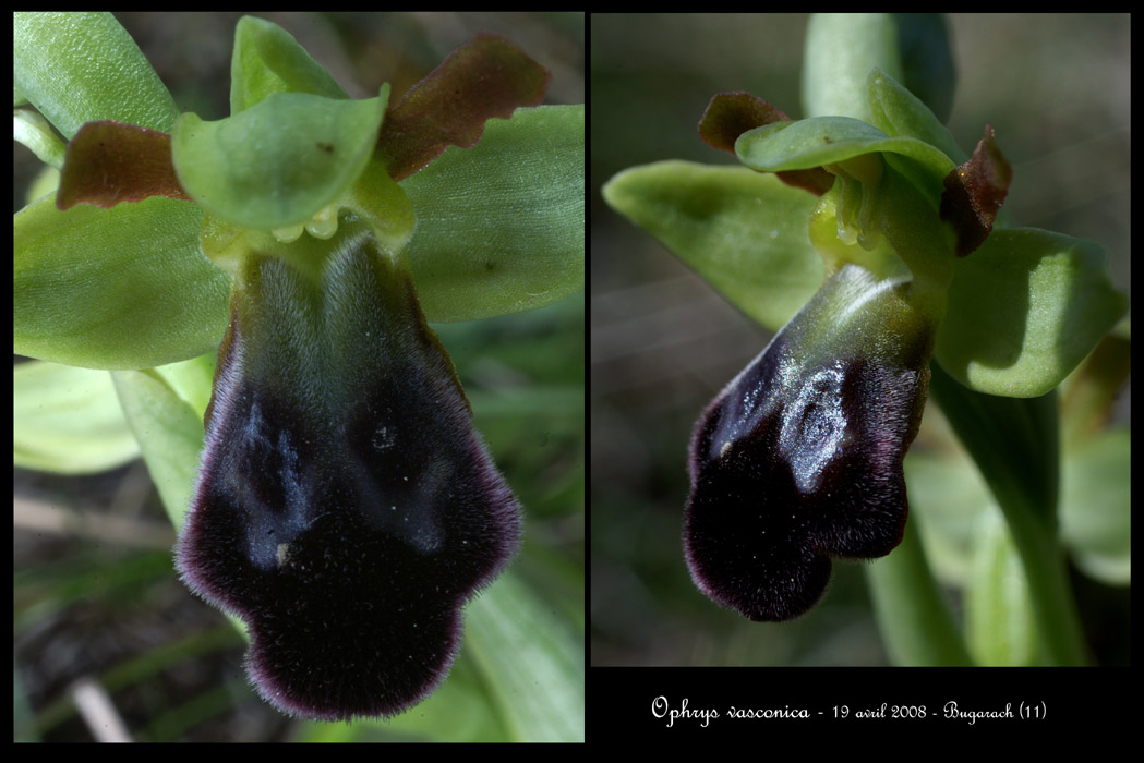 Ophrys vasconica Bug6