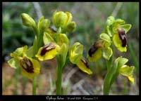Ophrys lutea2