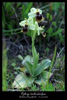 Ophrys tenthredinifera2