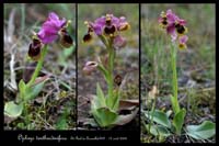 Ophrys tenthredinifera3