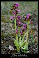 Ophrys tenthredinifera4