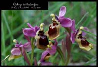 Ophrys tenthredinifera5
