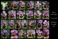 Ophrys tenthredinifera6N