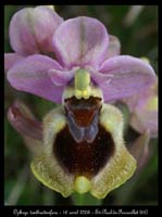 Ophrys tenthredinifera8