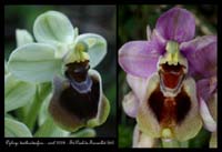 Ophrys tenthredinifera9