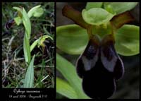 Ophrys vasconica Bug