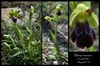 Ophrys vasconica Bug2