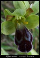 Ophrys vasconica Bug3