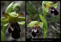 Ophrys vasconica Bug4