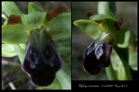 Ophrys vasconica Bug6