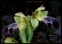 Ophrys vasconica