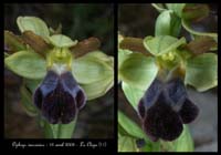 Ophrys vasconica3
