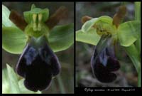 Ophrys vasconica4