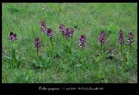 Orchis purpurea2