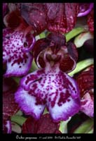 Orchis purpurea3