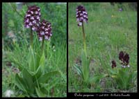 Orchis purpurea5