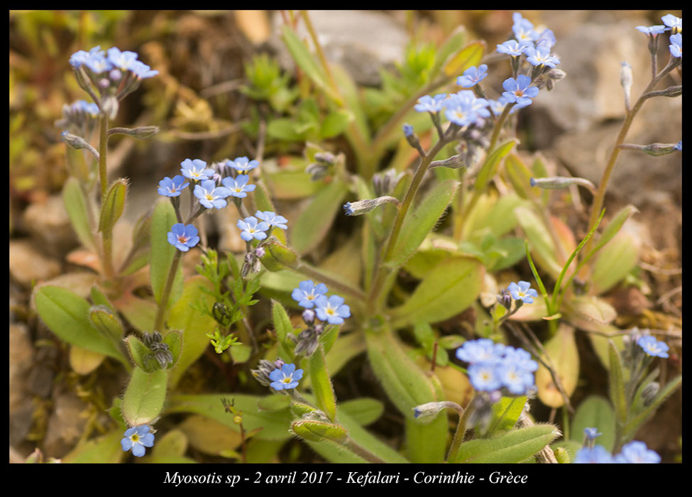 Myosotis-sp