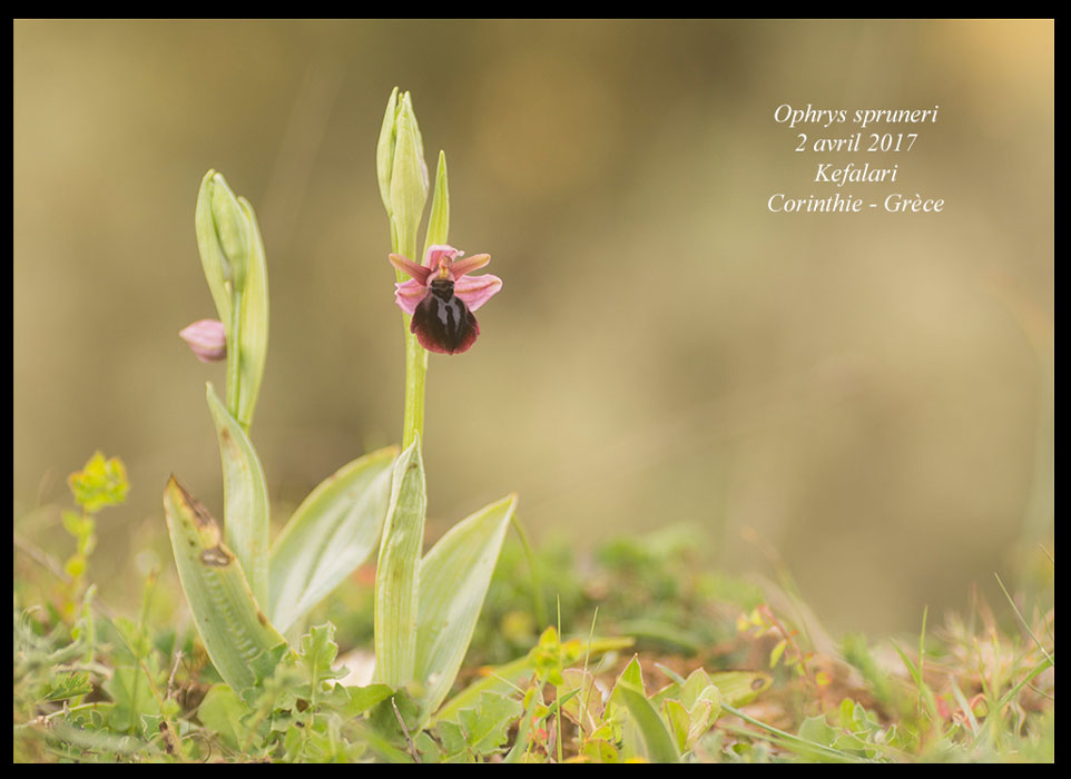 Ophrys-spruneri3